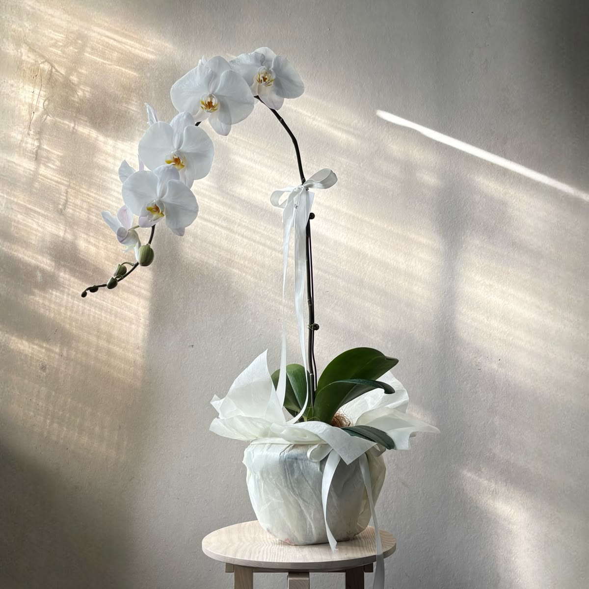 Orquídea Branca + Vaso