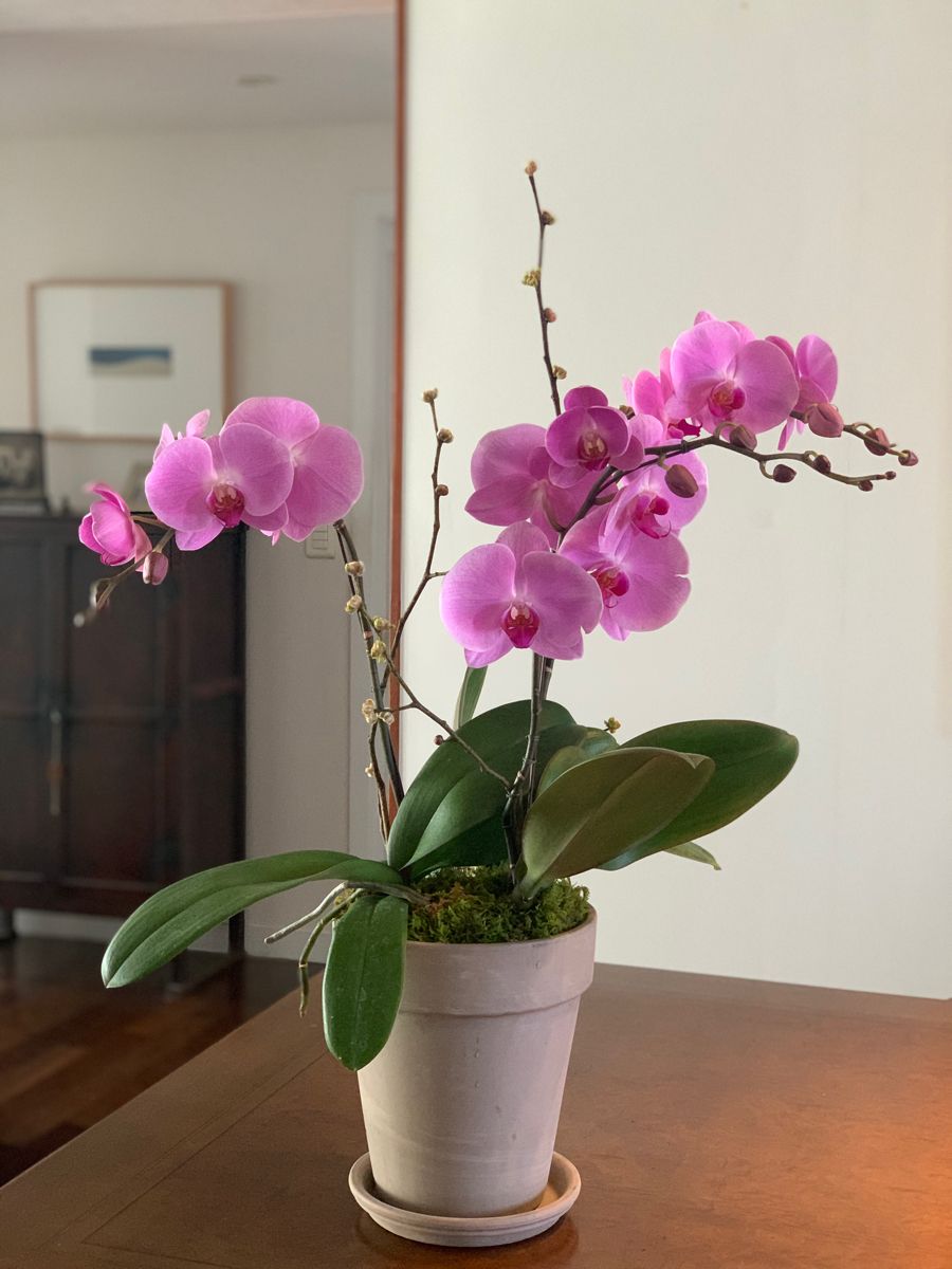 Orquídea Rosa + Vaso